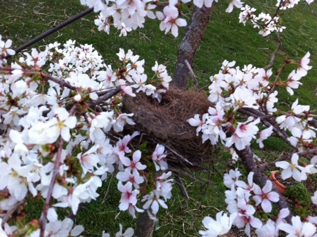 spring